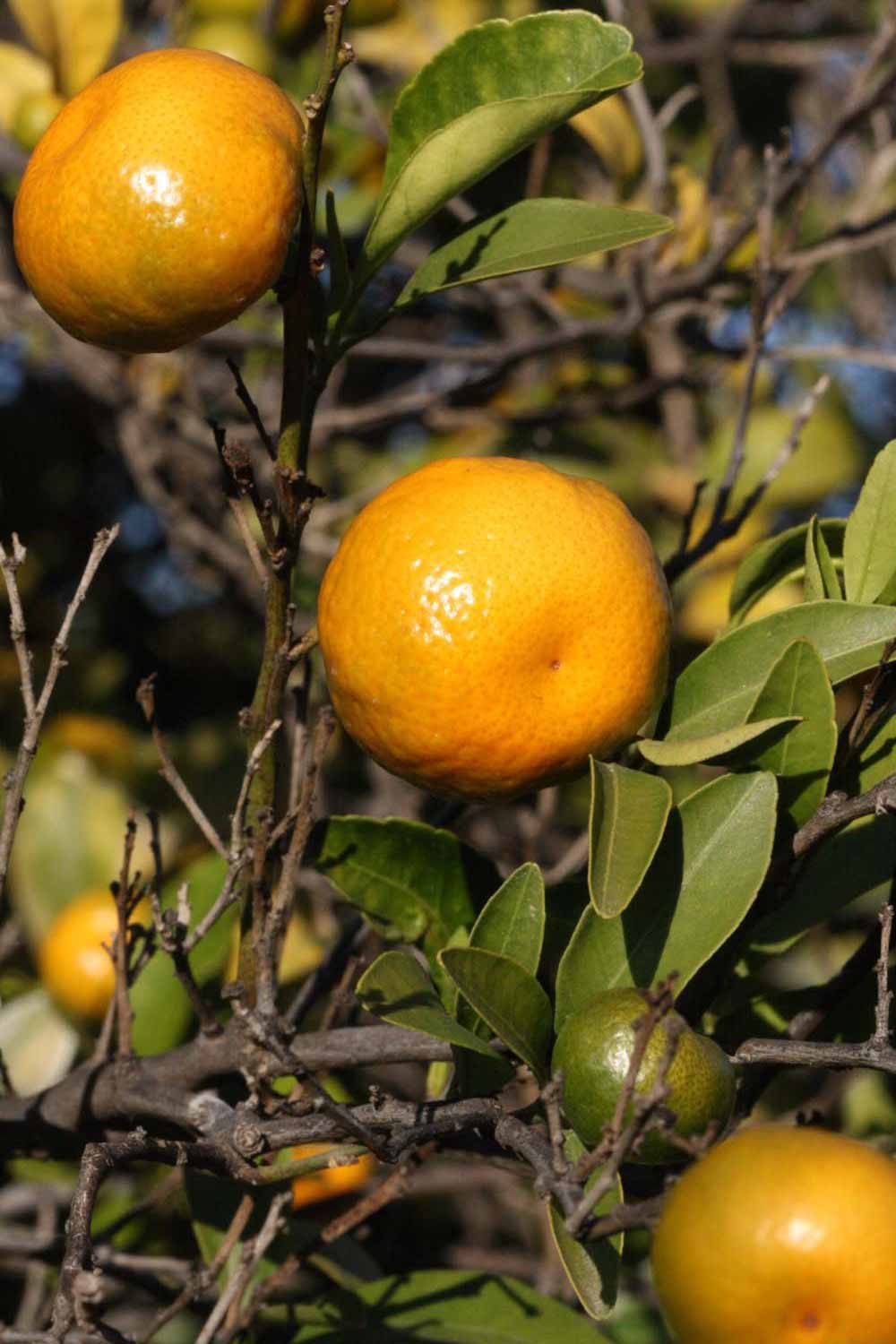            Fruit (Riverside, CA)   